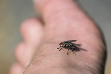 Annoying fly sitting on a mans bare foot