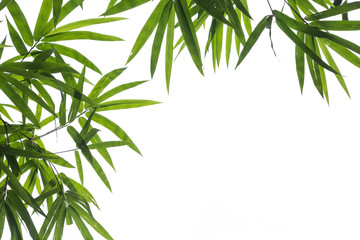Bamboo leaves on white background