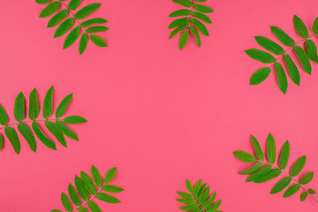 Green rowan tree leaves on bright pink background