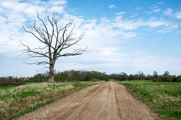 Obraz premium empty gravel road in the countryside in summer heat