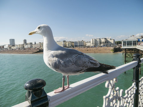 Seagull on Brighton Pier in front of beach side No.8