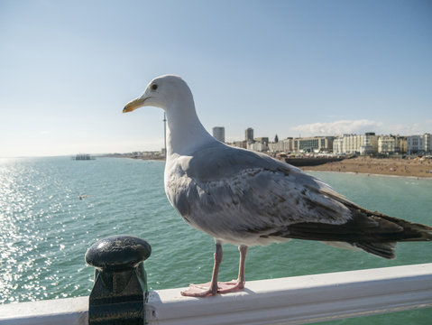 Seagull on Brighton Pier in front of beach side No.7