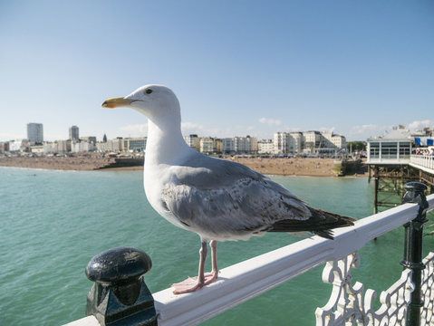 Seagull on Brighton Pier in front of beach side No.4