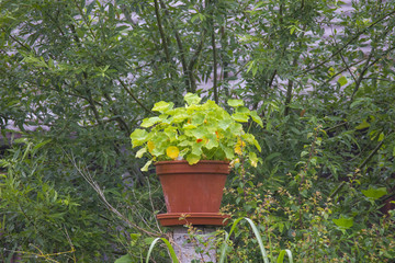 Nasturtium flowerpot on a pedestal against a background of green willow branches