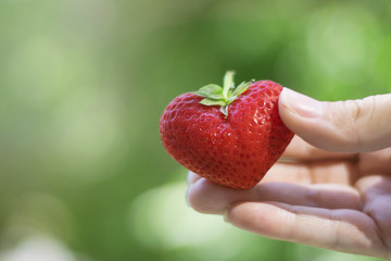 Delicious sweet strawberry in the shape of a heart in a girl's hand, on a soft blurry green background.Love concept