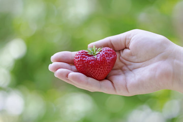 .Seasonal strawberry in the shape of a heart on the palm of a girl. The concept of love and a...