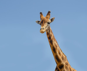 Naklejka premium Giraffe in safari animal, wildlife, nature, african wild mammal