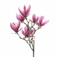 Plakat magnolia flower spring branch isolated on white background