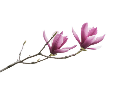 Fototapeta magnolia flower spring branch isolated on white background