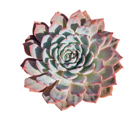 Cactus succulent plant isolated on white