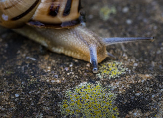 schnecke