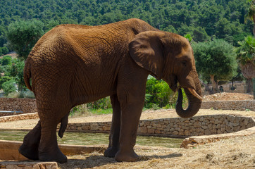 Fototapeta na wymiar Gray Elephant in Fasano zoo Safari park in Italia
