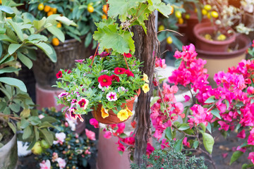 colourful petunia flowers hanging in garden