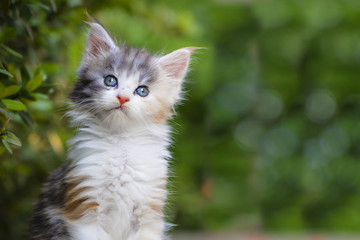 A silver patched and white kitten chilling in green garden in daylight. black and white cat sitting on wooden garden chair blurry background by sunlight.