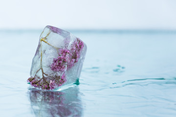 Purple flower frozen in ice cube. Flower iceberg. Romance decoration, refreshment icy flowers.
