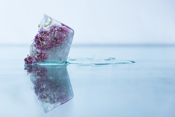 Purple flower frozen in ice cube. Flower iceberg. Romance decoration, refreshment icy flowers.