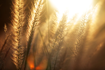 reed grass with golden sunset light background.