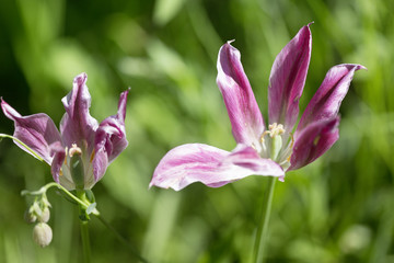 Fototapeta premium Tulips in Decay