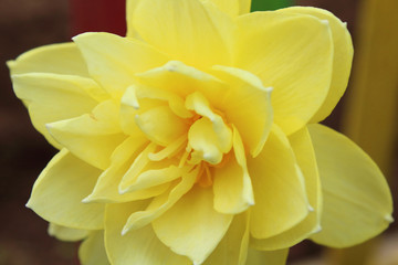 Fototapeta premium Yellow uncovered flower daffodil. Close-up. Background.