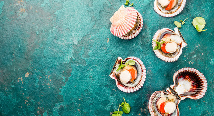 Raw opened shellfish scallops on turquoise background. Top view. Seafood concept