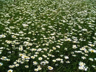 ein Meer von Margeriten auf der Wiese, typisch Juni 