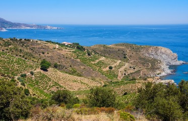 Rocky shore in marine reserve of Cerbere Banyuls, Mediterranean sea, Pyrenees Orientales, Cote Vermeille, France