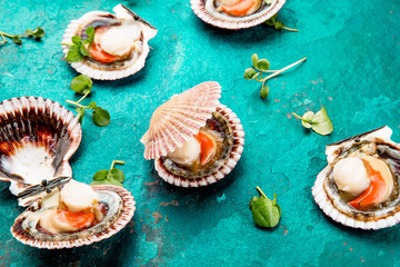 Raw opened shellfish scallops on turquoise background. Top view. Seafood concept