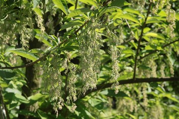 Pterostyrax hispidus tree blossoming