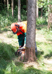 Obraz premium Förster schneidet kranken Baum um, Holzfäller, Schädlingsbekäpfung