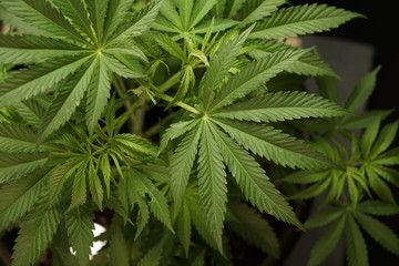 Naklejka na ściany i meble Marijuana leafs & Plant