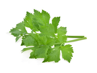 Celery isolated on white background