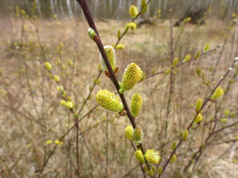 M&auml;nnliche K&auml;tzchen der Sal-Weide / Salix caprea