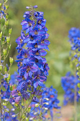 Hoher Rittersporn, Delphinium