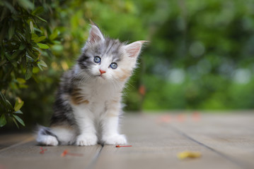 A silver patched and white kitten chilling in green garden in daylight. black and white cat sitting on wooden garden chair blurry background by sunlight. © WIRAWAN