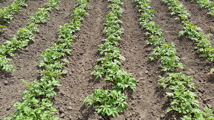 vegetable garden -  plants of potato