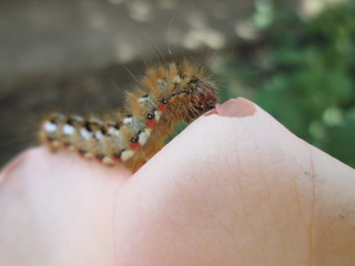 Caterpillar on a rose