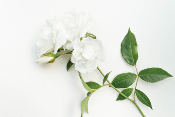 Naklejka na ściany i meble White Rose