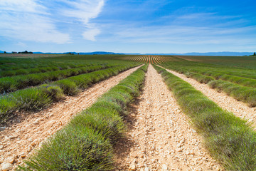 Fototapeta premium Lavender field in France