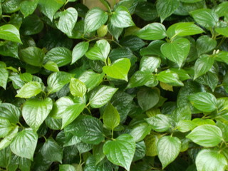 green leaves of Betel plant or tree with morning light for background and texture in clouding wallpaper with copy space.
