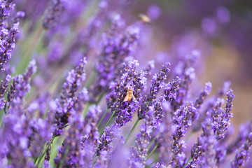 Obraz premium Bee on the lavender flower