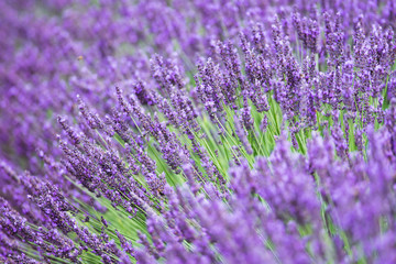Purple flowers of lavender on the field in Provence France.