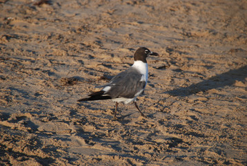 Seagull Shadow Sand