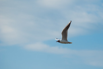 Seagull flying close-up against the sky,