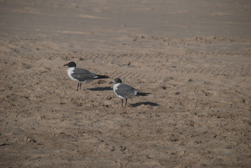 Fototapeta na wymiar Seagulls on Sand Seaside