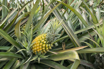 Pineapple fruit on the plantation farm