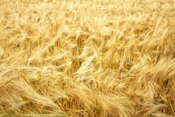 a lot of wheat ears