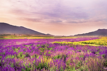 Obraz premium Lavender Garden