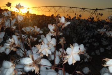 West Texas Cotton Field at Sunrise