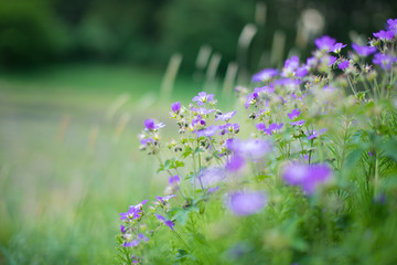 Naklejka premium the purple flowers