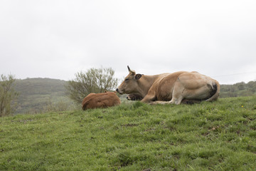 Obraz na płótnie Canvas Cow and calf